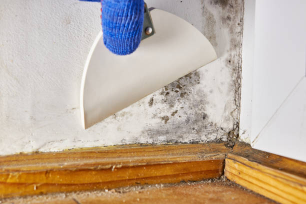 Best Residential Mold Inspection & Testing  in Westover, WV