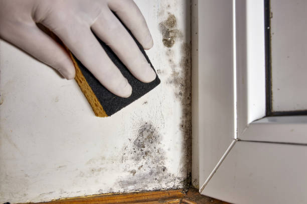 Best Water Damage & Mold Remediation  in Westover, WV